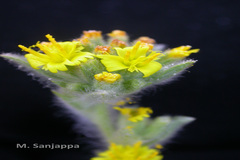 Nanothamnus sericeus